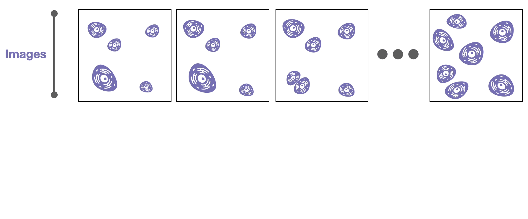 Animation showing how a single cell is tracked across the sequence of images and grows larger.